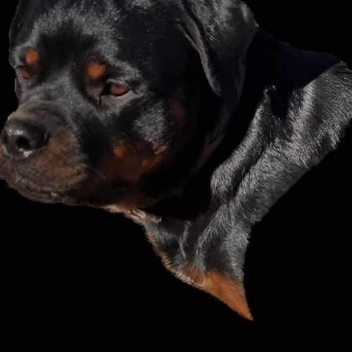 CASHEW OF RIVERVIEW RANCH ROTTS - RIVERVIEW RANCH ROTTWEILERS