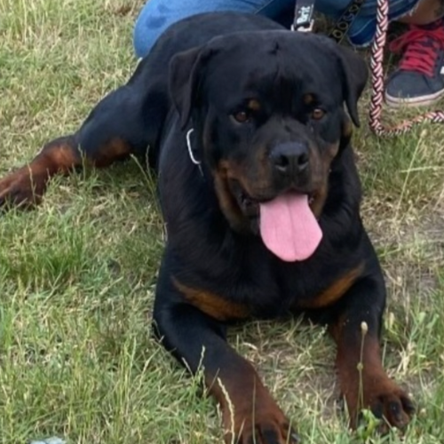 Riverview Rottweilers Fabulous of Kinder's Royal Rotts - RIVERVIEW RANCH ROTTWEILERS