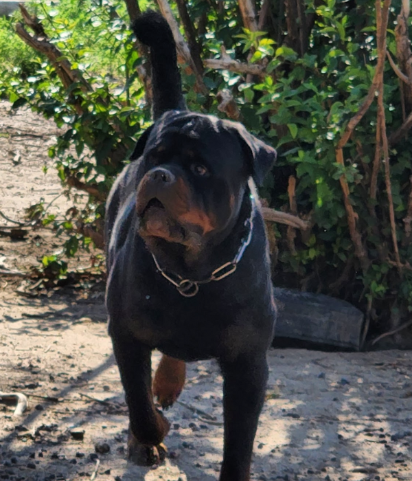Heaven Bound - RIVERVIEW RANCH ROTTWEILERS