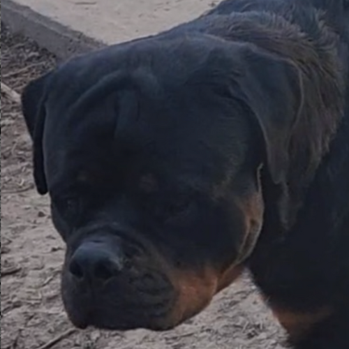 Fatal of Kinder's Royal Rotts - RIVERVIEW RANCH ROTTWEILERS