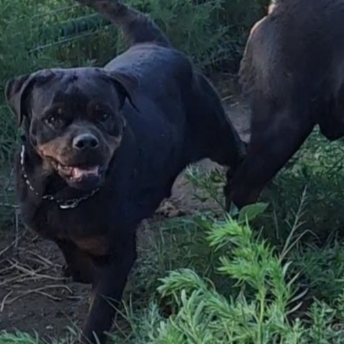 Riverview Rottweilers Fabulous of Kinder's Royal Rotts - RIVERVIEW RANCH ROTTWEILERS