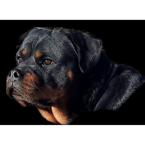 Our Females - RIVERVIEW RANCH ROTTWEILERS
