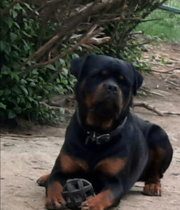Heaven Bound - RIVERVIEW RANCH ROTTWEILERS