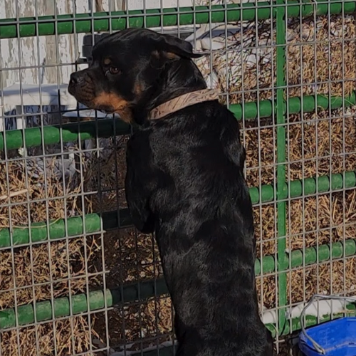 CASHEW OF RIVERVIEW RANCH ROTTS - RIVERVIEW RANCH ROTTWEILERS