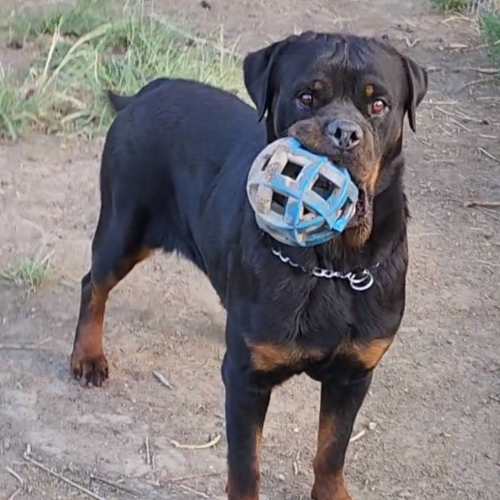 Fabulous of Kinder's Royal Rotts - RIVERVIEW RANCH ROTTWEILERS
