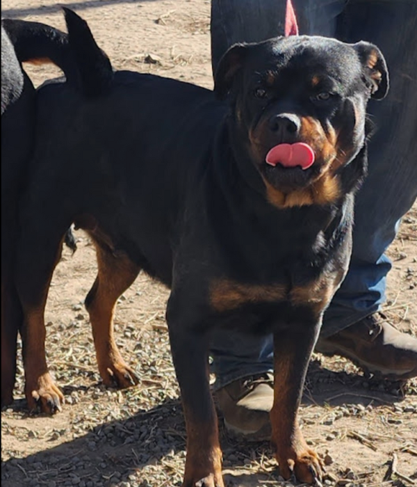 Heaven Bound - RIVERVIEW RANCH ROTTWEILERS