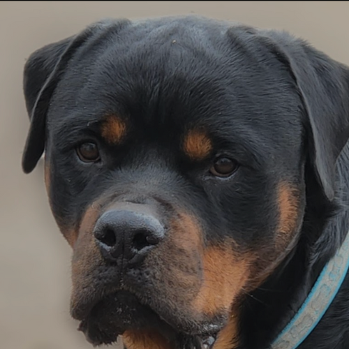 Baloo of Riverview Ranch Rotts - RIVERVIEW RANCH ROTTWEILERS