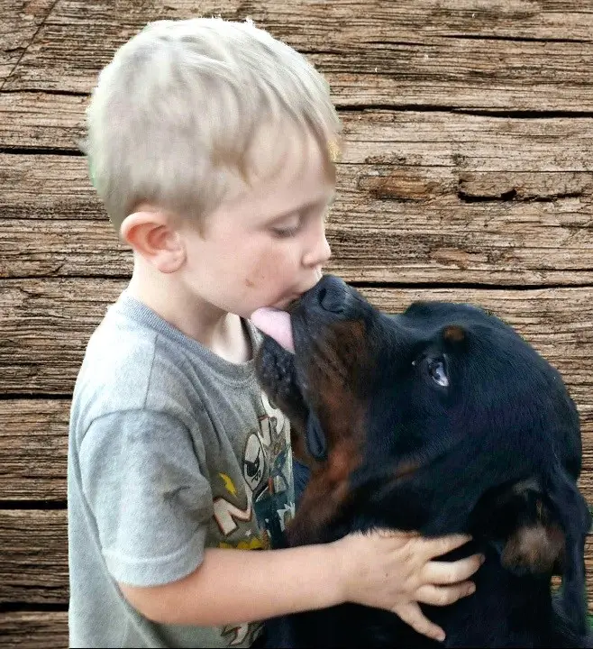 Riverview Rottweilers About Riverview Ranch Rottweilers: Our Commitment to Excellence ...