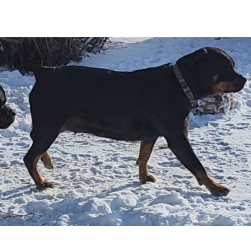 Penny's Fraya - RIVERVIEW RANCH ROTTWEILERS
