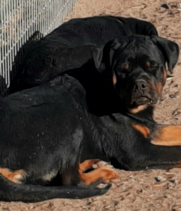 Heaven Bound - RIVERVIEW RANCH ROTTWEILERS