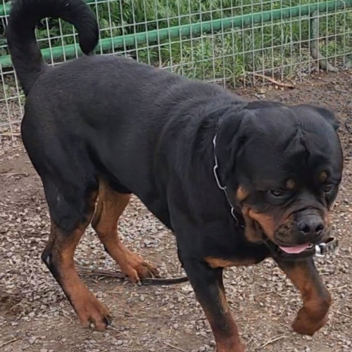 Fatal of Kinder's Royal Rotts - RIVERVIEW RANCH ROTTWEILERS
