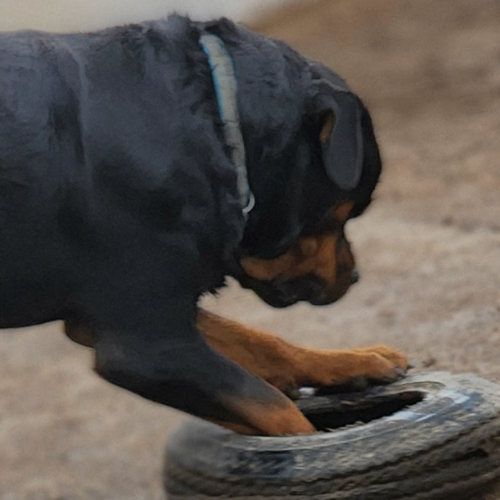 Baloo of Riverview Ranch Rotts - RIVERVIEW RANCH ROTTWEILERS