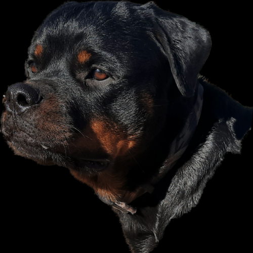 CASHEW OF RIVERVIEW RANCH ROTTS - RIVERVIEW RANCH ROTTWEILERS