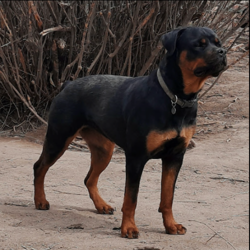 Daisy of Riverview Ranch Rotts - RIVERVIEW RANCH ROTTWEILERS