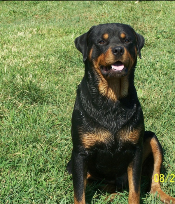 Heaven Bound - RIVERVIEW RANCH ROTTWEILERS