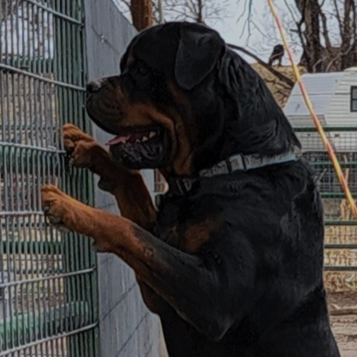 Baloo of Riverview Ranch Rotts - RIVERVIEW RANCH ROTTWEILERS