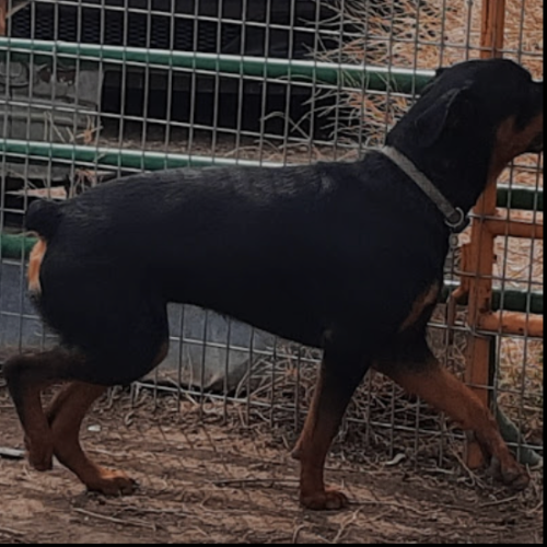 Daisy of Riverview Ranch Rotts - RIVERVIEW RANCH ROTTWEILERS
