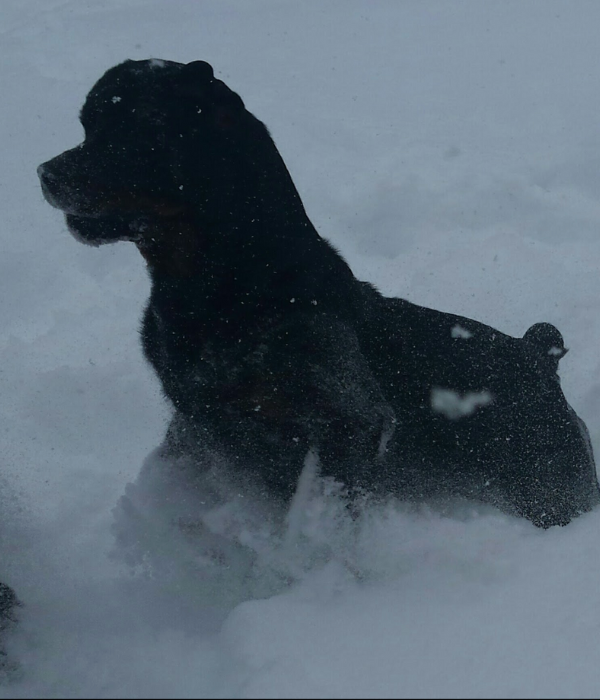 Heaven Bound - RIVERVIEW RANCH ROTTWEILERS