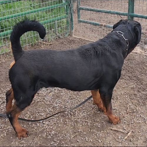 Fatal of Kinder's Royal Rotts - RIVERVIEW RANCH ROTTWEILERS