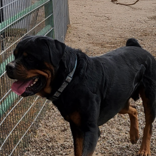 Baloo of Riverview Ranch Rotts - RIVERVIEW RANCH ROTTWEILERS