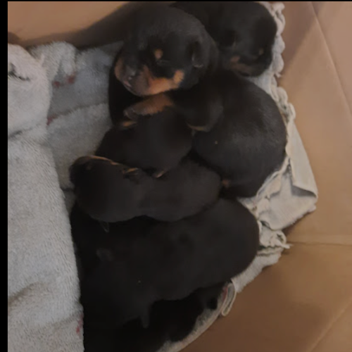 Daisy of Riverview Ranch Rotts - RIVERVIEW RANCH ROTTWEILERS