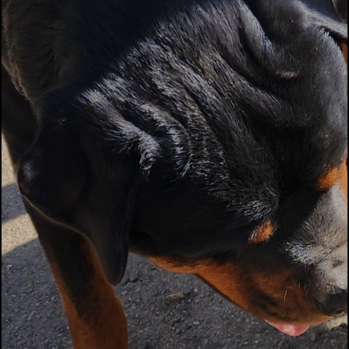 Baloo of Riverview Ranch Rotts - RIVERVIEW RANCH ROTTWEILERS