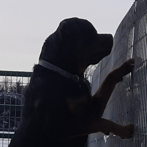 Baloo of Riverview Ranch Rotts - RIVERVIEW RANCH ROTTWEILERS