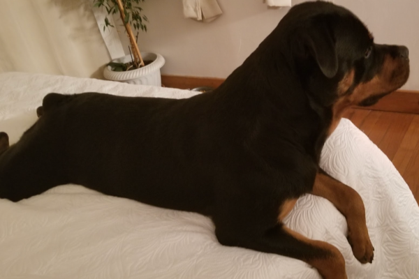 Heaven Bound - RIVERVIEW RANCH ROTTWEILERS